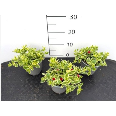 Pianta Aptenia cordifolia Vaso 14 cm | Mondo Piante