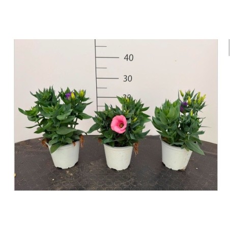 Lisianthus in Vaso | Fiori Eleganti a Rosa | Mondo Piante