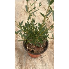 Pianta Phillirea Angustifolia Vaso 18 cm: Vendita | Mondo Piante 2