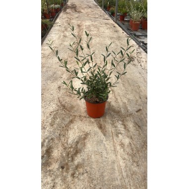 Pianta Phillyrea Angustifolia in Vaso 18cm-Vendita Siepi|Mondo Piante
