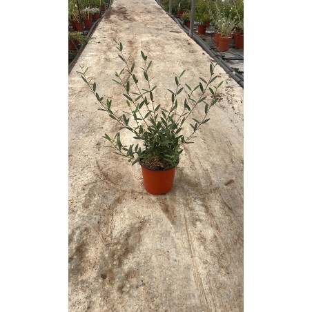 Sale Plant Phillyrea Angustifolia-Climbing Plants | Mondo Piante