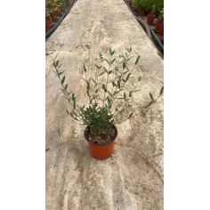 Pianta Phillyrea Angustifolia in Vaso 18cm-Vendita Siepi|Mondo Piante