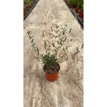 Pianta Phillyrea Angustifolia in Vaso 18cm-Vendita Siepi|Mondo Piante