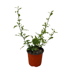 Pianta Plumbago Bianco Vaso 18 cm | Mondo Piante