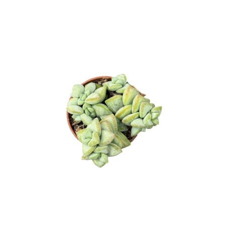Crassula Rupestris Plant for Sale-Succulent Plants|Mondo Piante