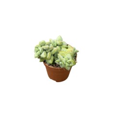 Vendita Pianta Grassa Crassula Rupestris-Piante Grasse|Mondo Piante