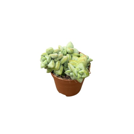 Vendita Pianta Grassa Crassula Rupestris-Piante Grasse|Mondo Piante