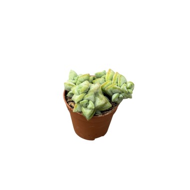 Vendita Pianta Grassa Crassula Rupestris-Piante Grasse|Mondo Piante