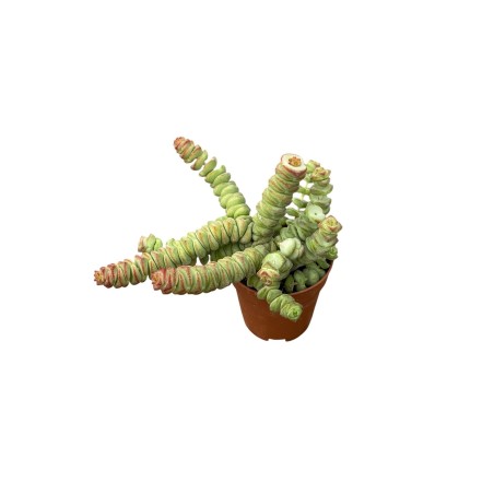 Vendita Crassula Marneriana | La Spettacolare Collana di Giada | MondoPiante