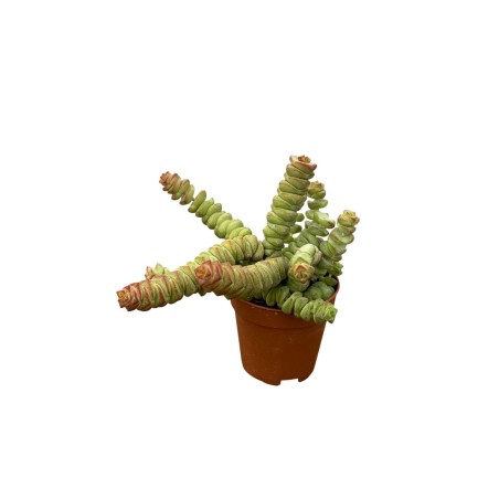 Vendita Crassula Marneriana | La Spettacolare Collana di Giada | MondoPiante