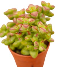 Vendita Pianta Grassa Crassula brevifolia-Piante Grasse|Mondo Piante 2