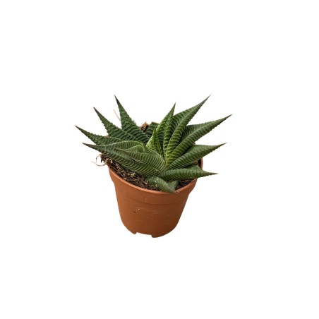 Vendita Haworthiopsis limifolia | La Succulenta 3D | MondoPiante