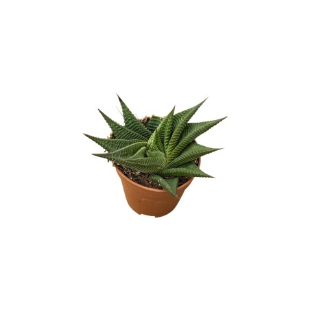 Vendita Haworthiopsis limifolia | La Succulenta 3D | MondoPiante