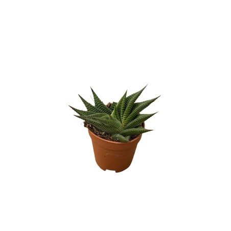 Vendita Haworthiopsis limifolia | La Succulenta 3D | MondoPiante