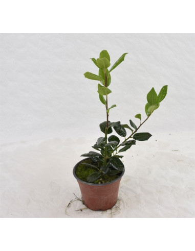 Pianta di Ilex in Vaso 18cm- Vendita Pianta Da Cespuglio |Mondo Piante