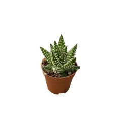 Haworthia Fasciata Plant for Sale-Succulent Plants|Mondo Piante