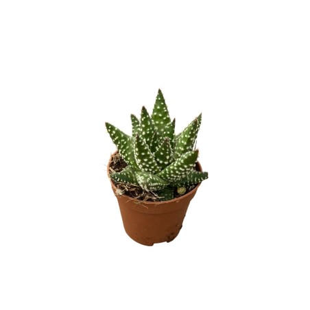 Vendita Pianta Grassa Haworthiopsis attenuata | MondoPiante