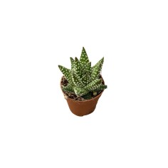 Haworthia Fasciata Plant for Sale-Succulent Plants|Mondo Piante 2