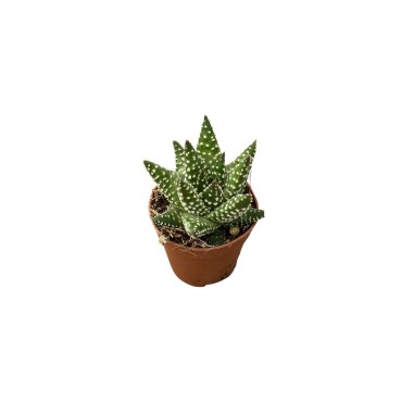 Vendita Pianta Grassa Haworthiopsis attenuata | MondoPiante