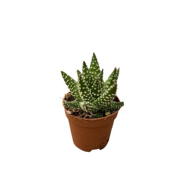 Vendita Pianta Grassa Haworthiopsis attenuata | MondoPiante