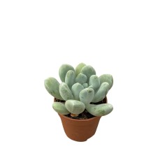 Pachyphytum Plant for Sale-Succulent Plants|Mondo Piante