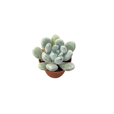 Pachyphytum Plant for Sale-Succulent Plants|Mondo Piante