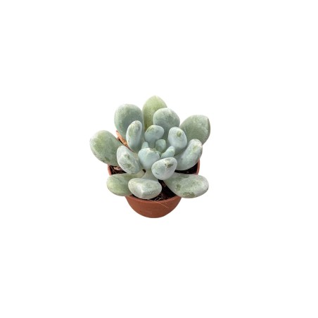 Vendita Pianta Grassa Pachyphytum-Piante Grasse|Mondo Piante
