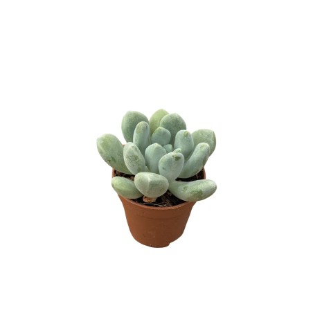 Pachyphytum Plant for Sale-Succulent Plants|Mondo Piante