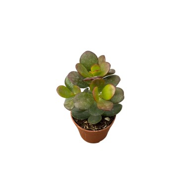 Vendita Albero di Giada | Crassula ovata | MondoPiante