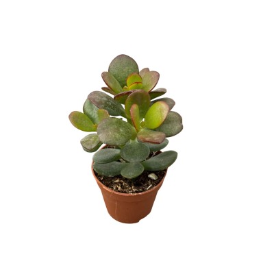 Vendita Albero di Giada | Crassula ovata | MondoPiante