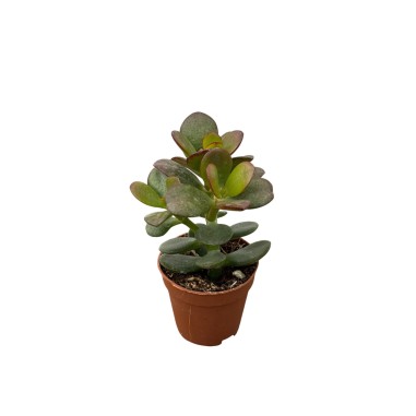 Vendita Albero di Giada | Crassula ovata | MondoPiante
