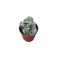 Stapelia Plant for Sale-Succulent Plants|Mondo Piante 2