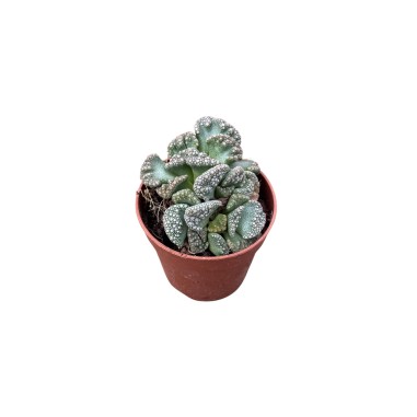 Vendita Pianta Grassa Titanopsis Calcarea-OnLine|Mondo Piante