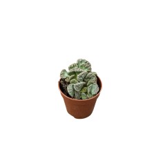 Vendita Pianta Grassa Titanopsis Calcarea-OnLine|Mondo Piante
