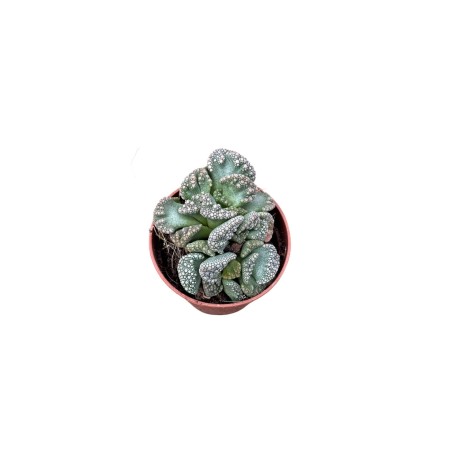 Stapelia Plant for Sale-Succulent Plants|Mondo Piante