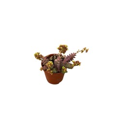 Crassula Rupestris Plant for Sale-Succulent Plants|Mondo Piante