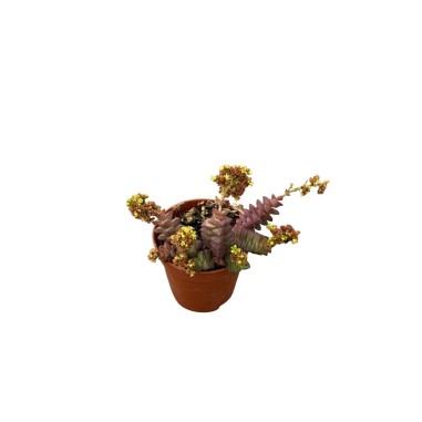 Crassula Rupestris Plant for Sale-Succulent Plants|Mondo Piante
