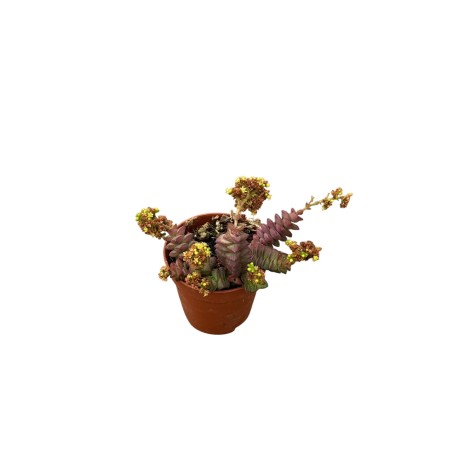 Vendita Pianta Grassa Crassula 'Tom Thumb'-Piante Grasse|Mondo Piante