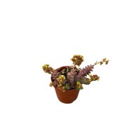 Crassula Rupestris Plant for Sale-Succulent Plants|Mondo Piante