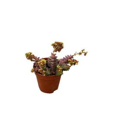 Vendita Pianta Grassa Crassula 'Tom Thumb'-Piante Grasse|Mondo Piante