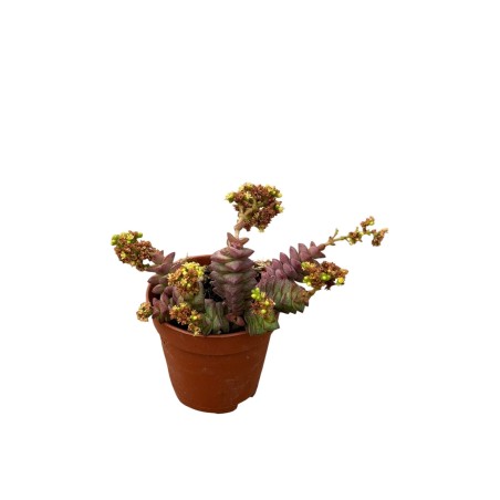 Crassula Rupestris Plant for Sale-Succulent Plants|Mondo Piante