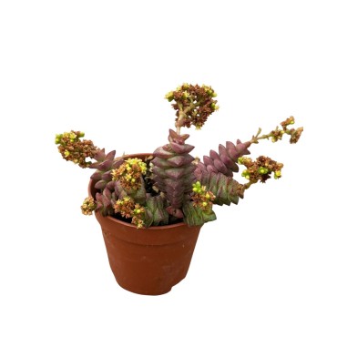 Crassula Rupestris Plant for Sale-Succulent Plants|Mondo Piante