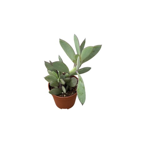 Crassula Rupestris Plant for Sale-Succulent Plants|Mondo Piante