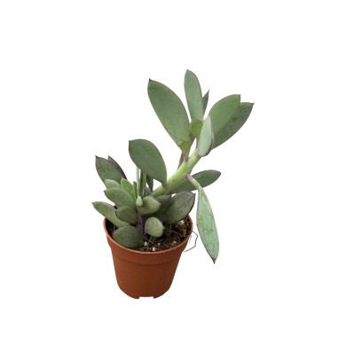 Crassula Rupestris Plant for Sale-Succulent Plants|Mondo Piante
