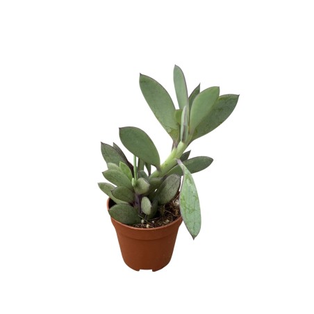 Crassula Rupestris Plant for Sale-Succulent Plants|Mondo Piante