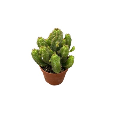 Cleistocactus baumannii Plant for Sale-Succulent Plants|Mondo Piante