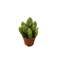 Vendita Euphorbia mammillaris (Cactus Pannocchia) | MondoPiante 2