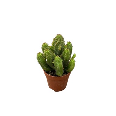 Cleistocactus baumannii Plant for Sale-Succulent Plants|Mondo Piante