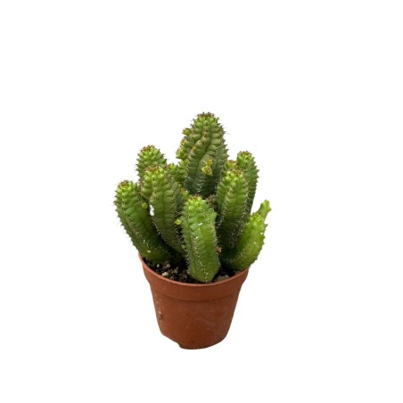 Vendita Euphorbia mammillaris (Cactus Pannocchia) | MondoPiante