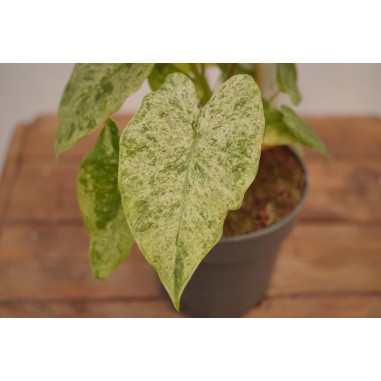 Abelia Plant for Sale - Bush Plants Online | Mondo Piante